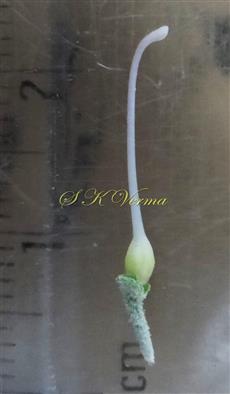  Pistil
